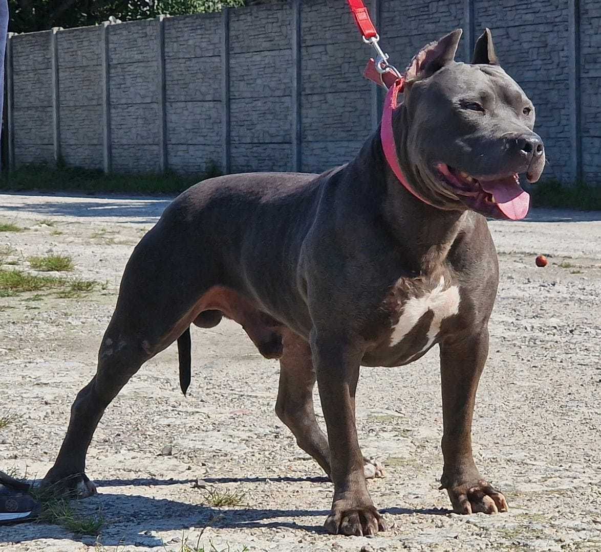 Piękny Szczeniak American Staffordshire Terier .suczka