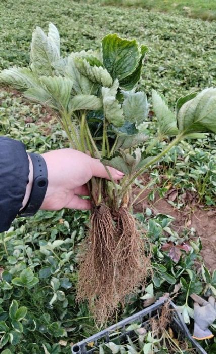 Świeże sadzonki truskawki do sadzenia (możliwa wysyłka)