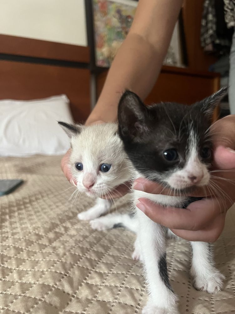 Gatinhos bebés prontos a adotar