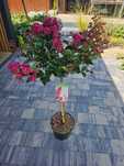 Lagerstroemia Berry Dazzle 120cm C7 kwitnący krzew ozdobny+nawóz grat.