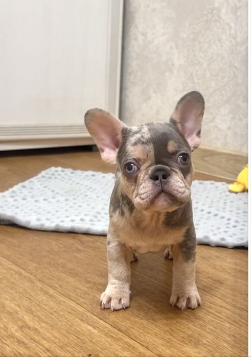 Куумедні, породні, ексклюзивні цуценята! Розплідник! Доставка