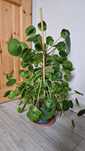 Sprzedam sadzonki pieniążka - pilea