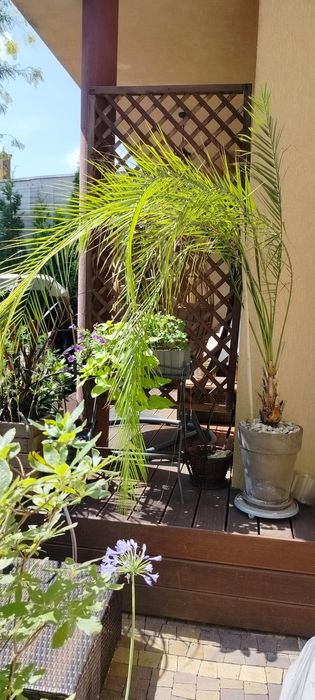 Duża palma daktylowa