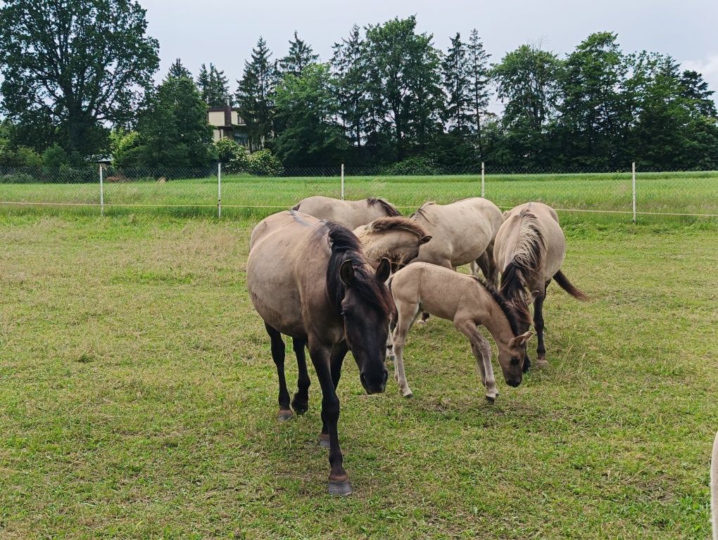 Konik polski klacze i źrebaki