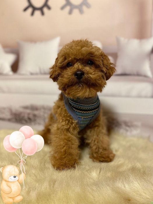 Казковий малюк мальтіпу! Бебі фейс! Мальтипу