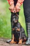 Szczenię rasy doberman po utytułowanych rodzicach