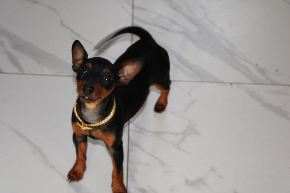 Pinczer miniaturowy FCI