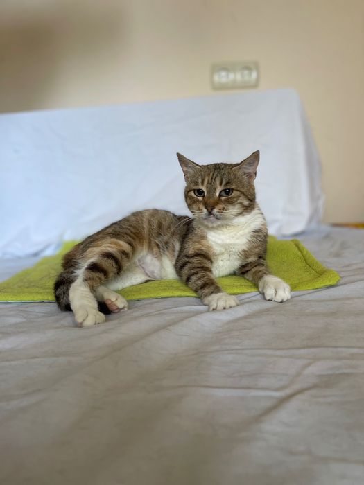 Котики, коти кішка стерилізована