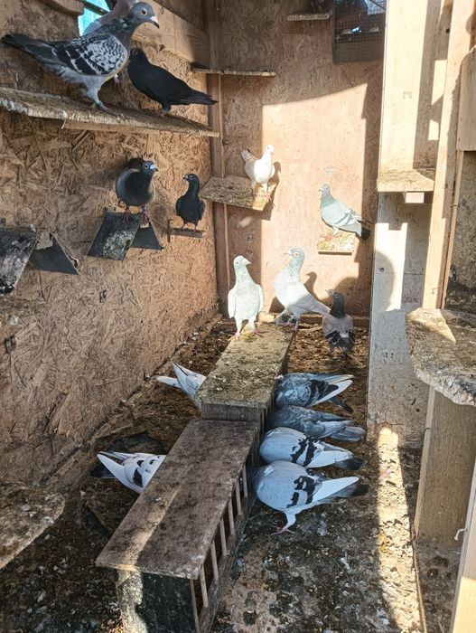 Oddam pocztowe na mamki