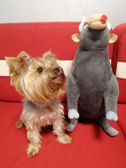 Міні Йорк- вязка