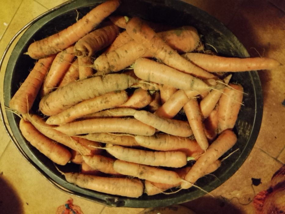 Marchew bez nawozów sztucznych