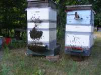 Бджоломатки Карника F1 ,Відводки, Пчелопакети