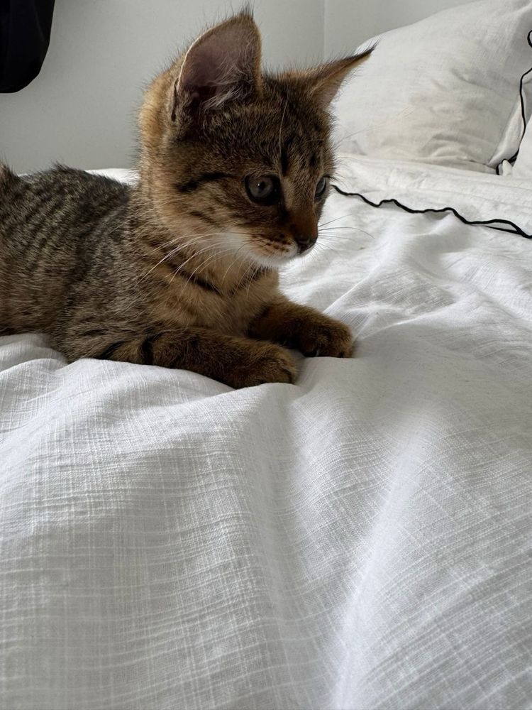 Kotki do adopcji Feniks Uno oddam za darmo