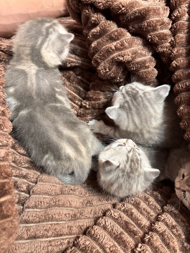 Котята шотландской вислоухой кошки