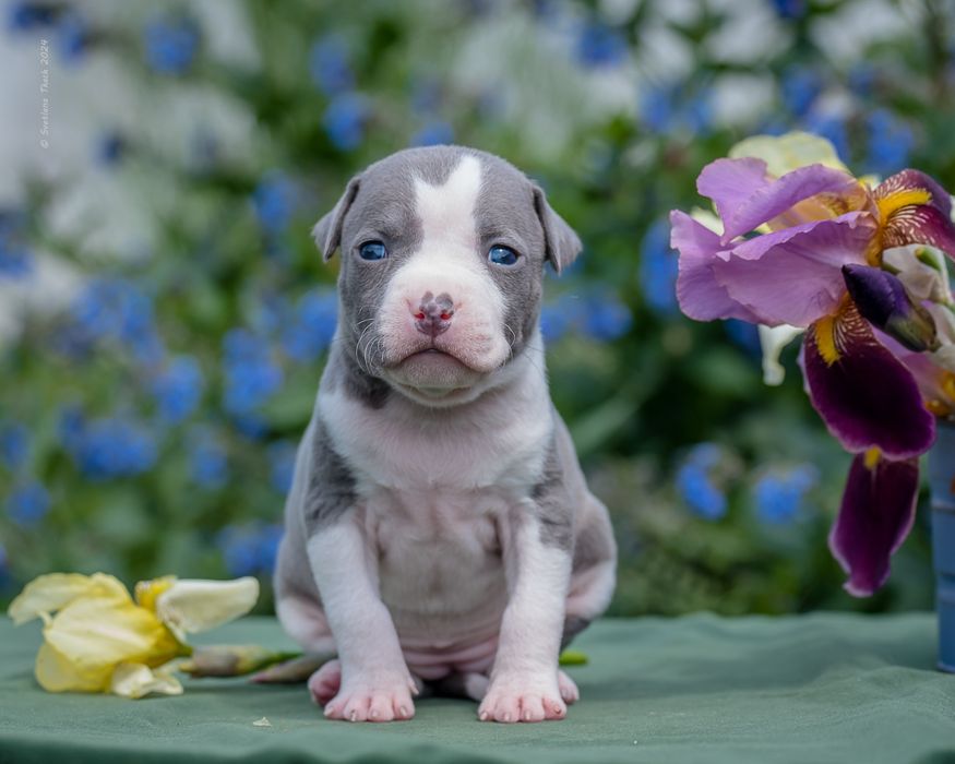 Малинка- стане вашим еліксиром щастя на все своє життя, розплідник КСУ