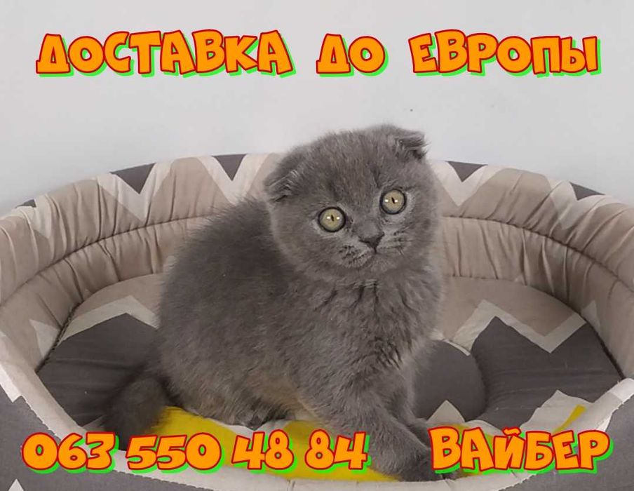 Котята Шотландской породы.