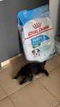 Karma Royal Canin puppy 8kg