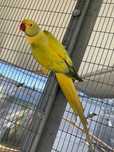Opaline Cleartail