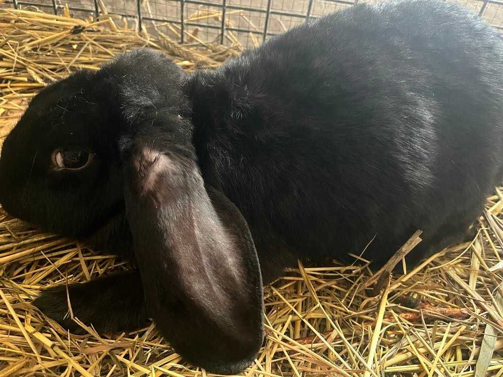 Króliki Barany Francuskie samice i samce w wieku 2,5 miesiąca