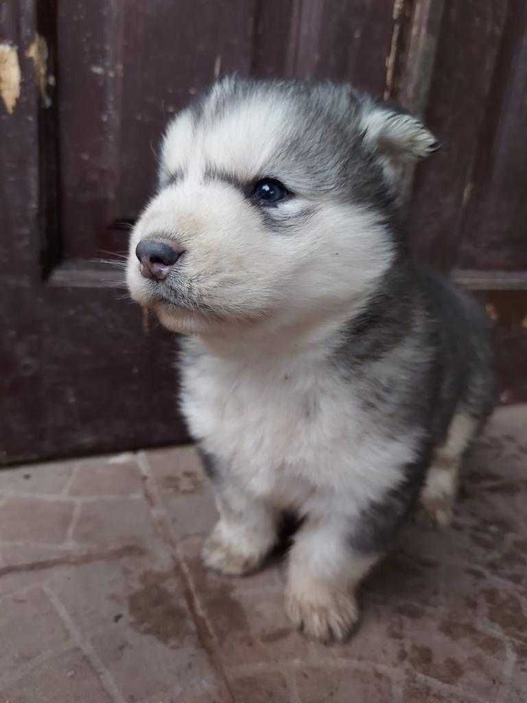 Siberian Husky Puppies