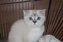 gatinho scottish fold blue pointe