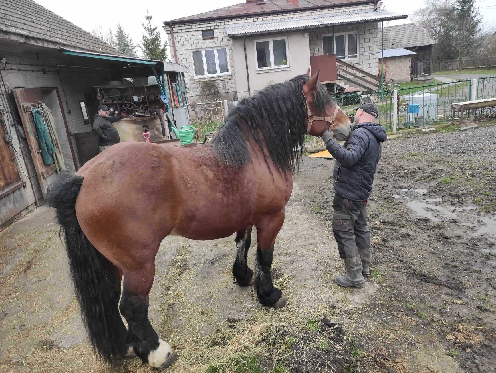 Koń zimno krwisty 4 letni z licencją