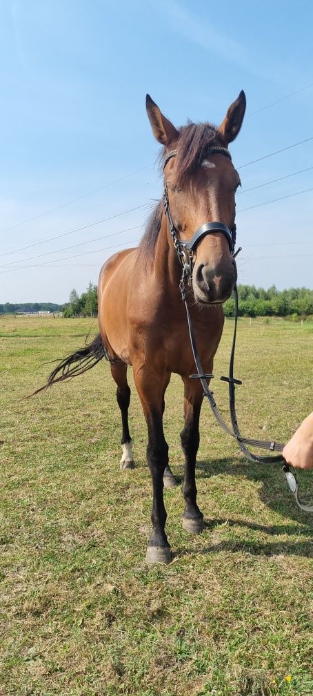 Klacz holsztyńska hodowlana ujezdzona 8lat