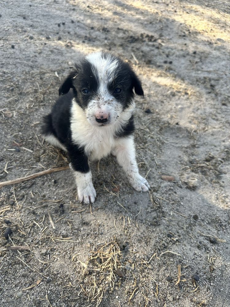 Border collie puro