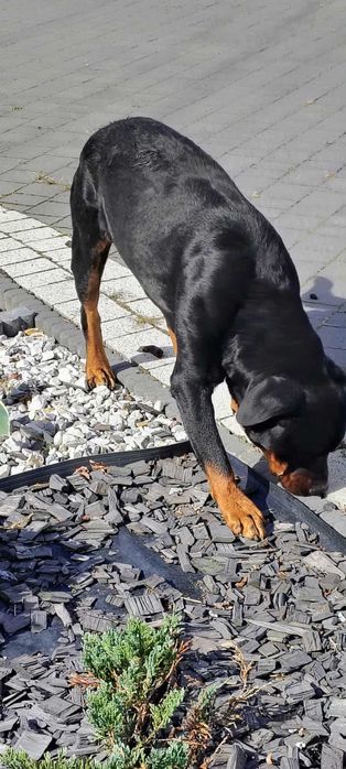 Rottweiler pies dorosły