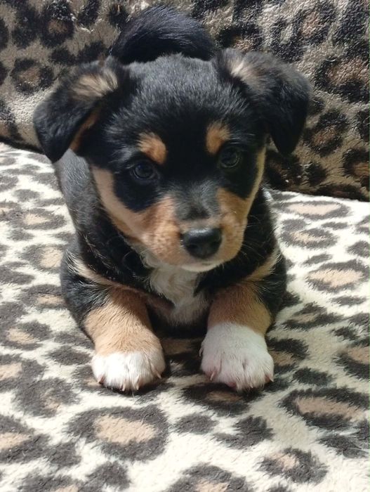 Oddam pieski w dobre ręce