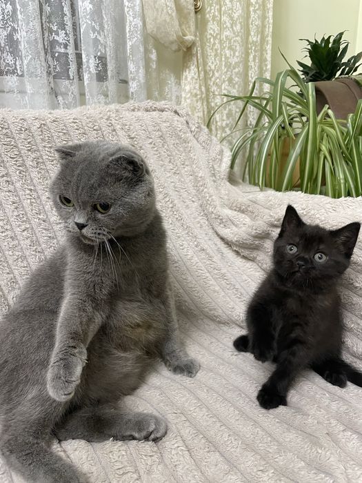 шотландська киця кошеня