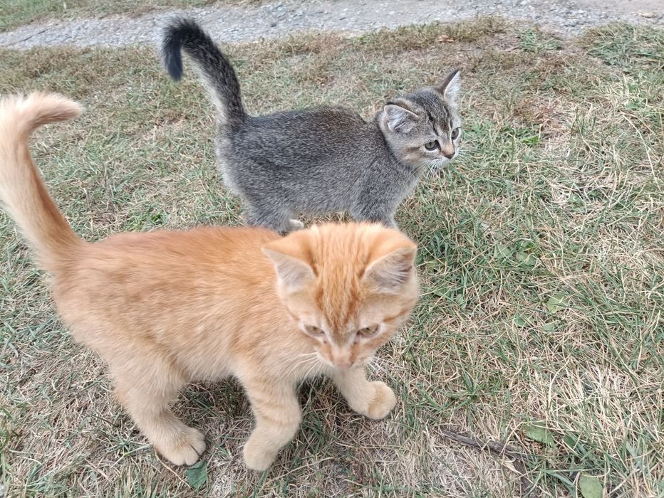 Кошенята в добрі руки, дівчинка і хлопчик