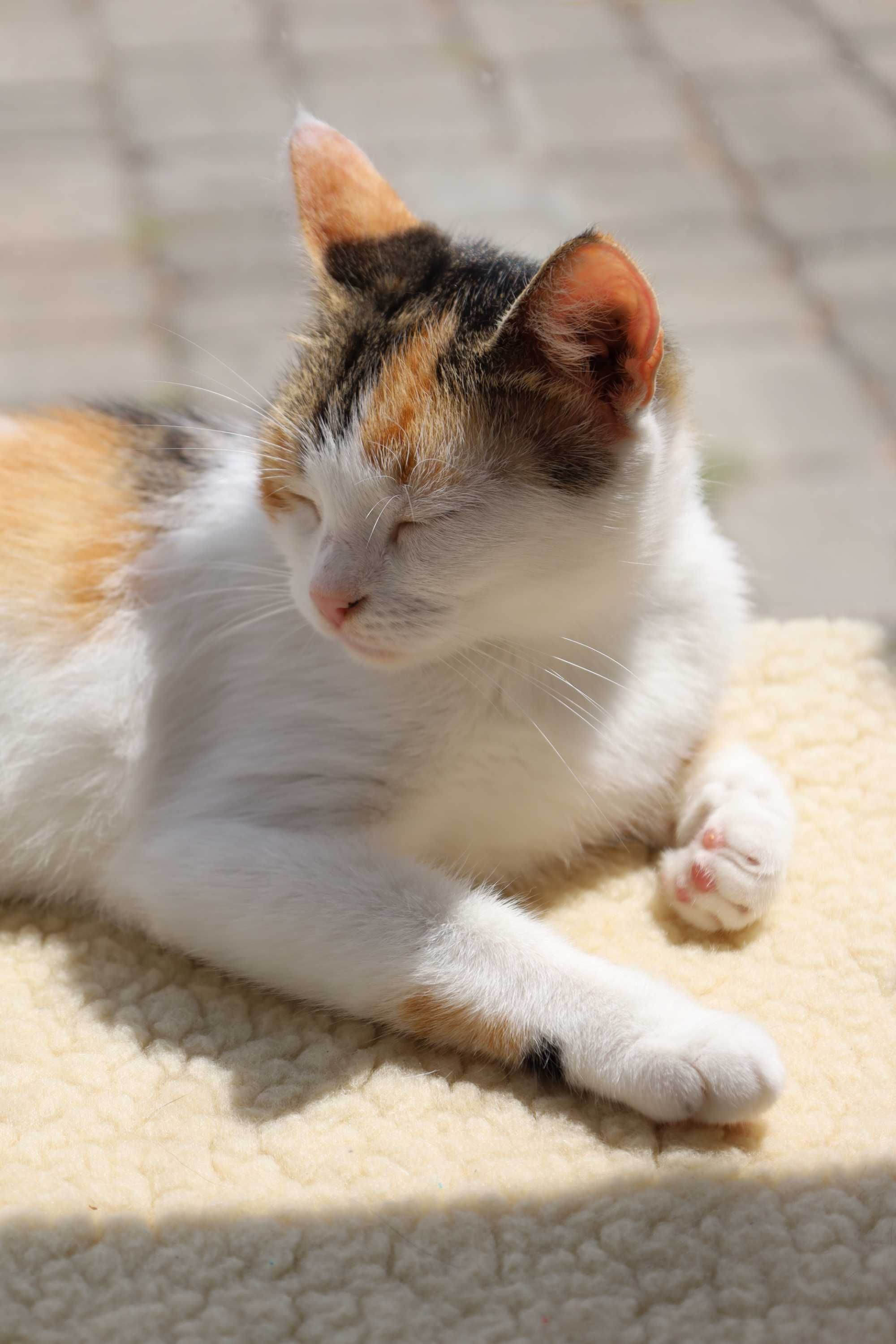 Adopcja mała fabryka miłości