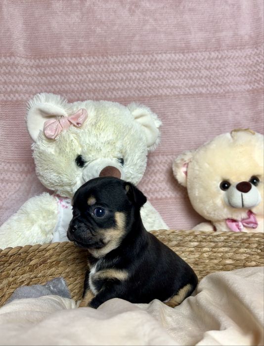 Mini Cudowny Piesek Chihuahua Rodowód