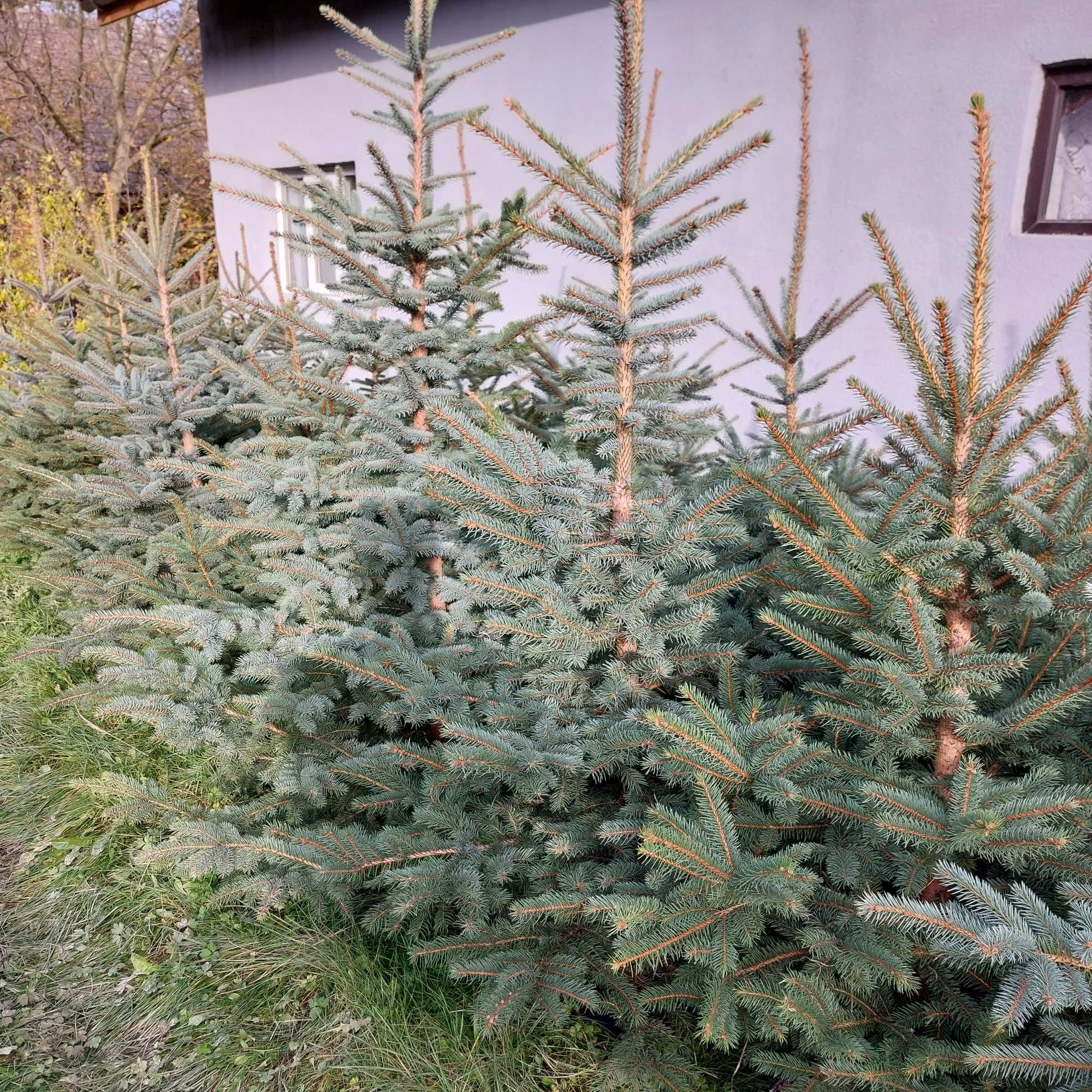 Świerk srebrny  do nasadzeń choinki hurt/detal