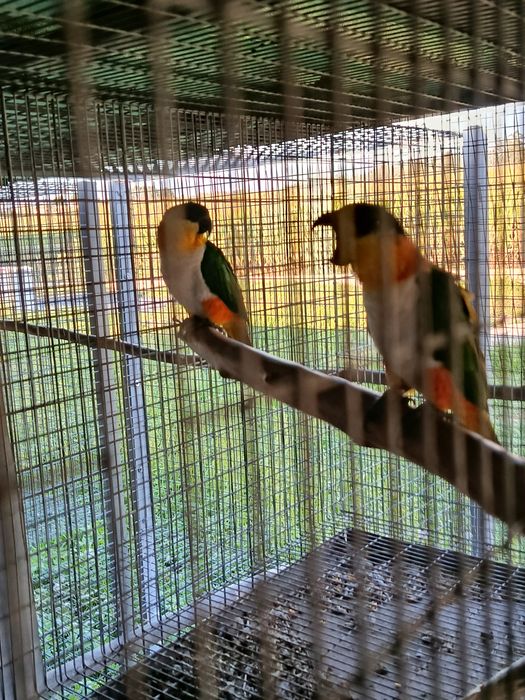 Vendo casal de marianinhas prontas a criar