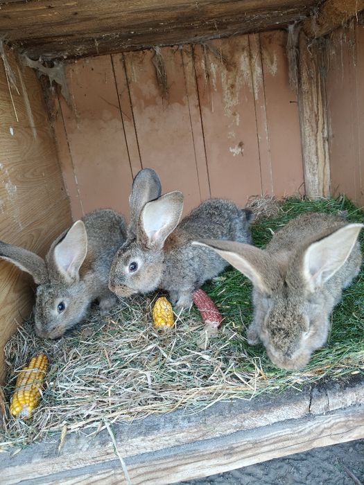 Króliki Belgi Olbrzymy