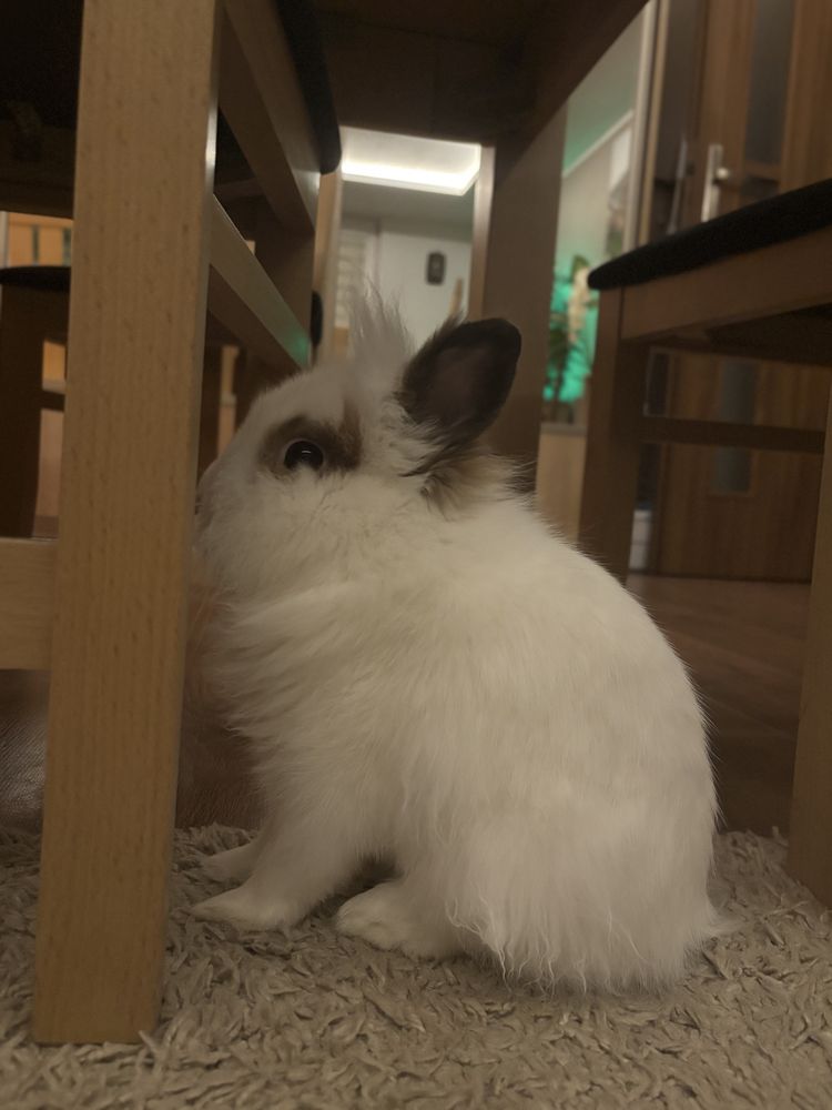 Królik miniaturka- samiec
