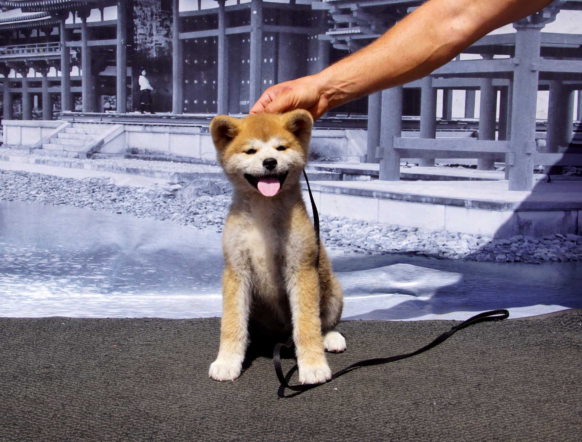 Akita Inu, miot po CHAMPIONIE POLSKI imporcie, ZKwP FCI