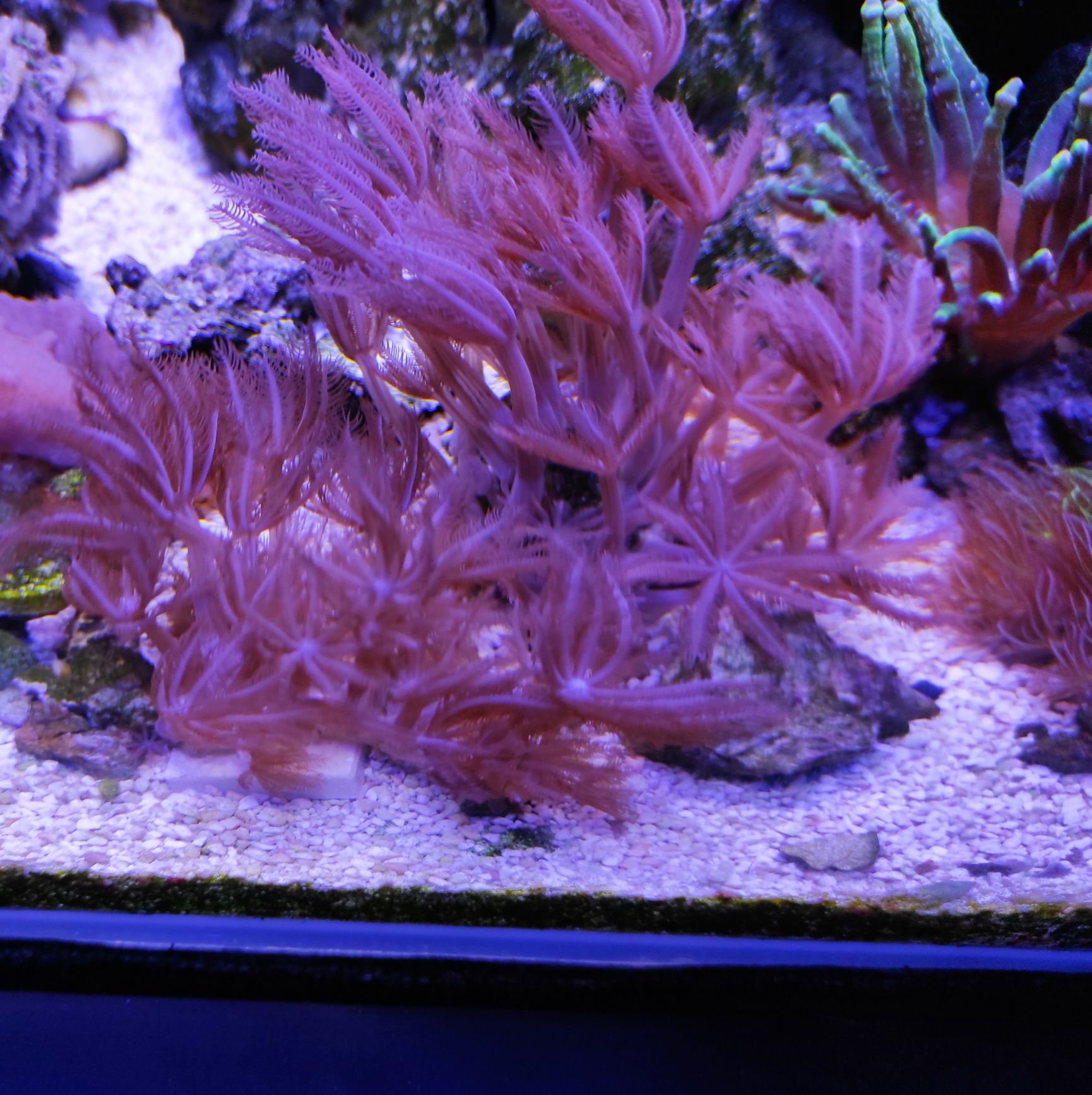 Szczepka Anthelia akwarium morskie koralowce dla poczatkujacych