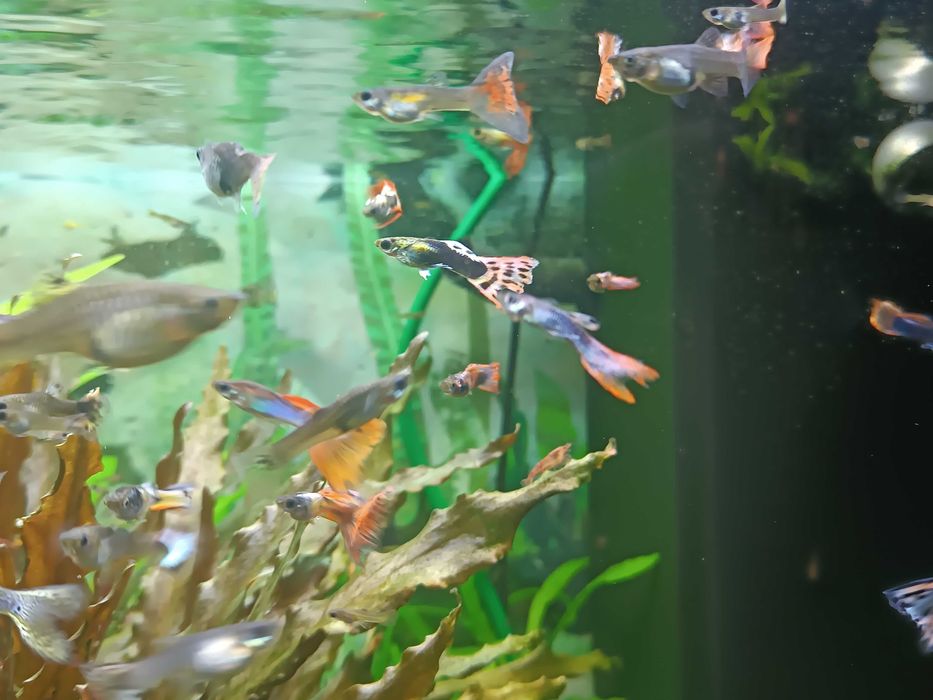 rybki akwariwe gupiki