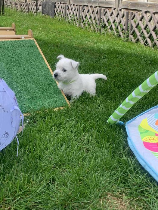 West Terrier ZKwP piesek po Championie