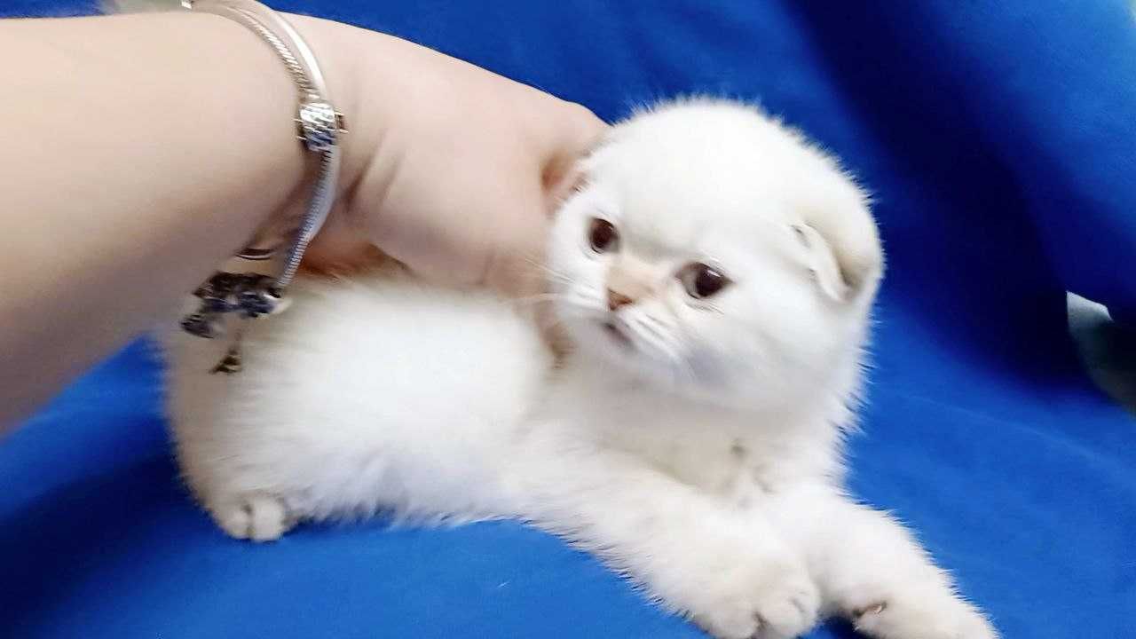 Scottish Fold , неймовірно ніжні маленькі гарнюні. Продаж.