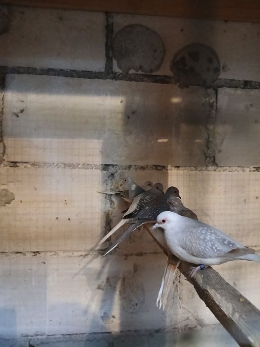 Sprzedam  gołąbki diamentowe 60 zł sztuka