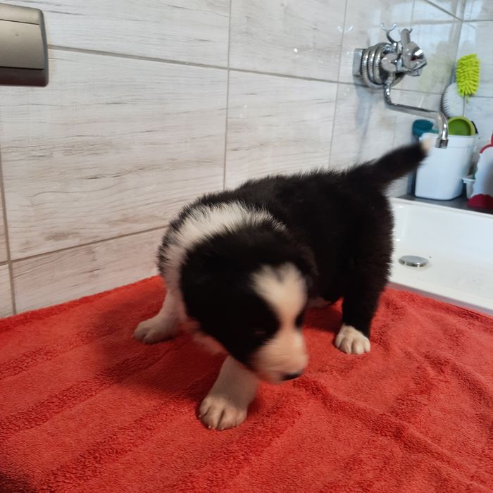 Border Collie piesek