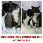 Cudowny duet prosi o dom! Nie rozdzielajmy ich!