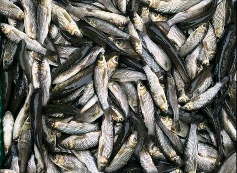 Продажа малька Коропа, амура, толстолоба