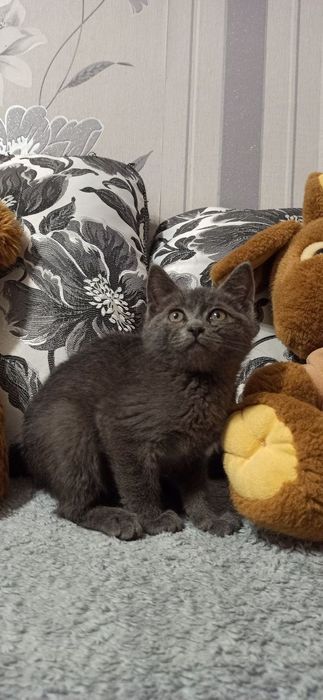 Кошеня-хлопчик, вік 2-2,5 місяці