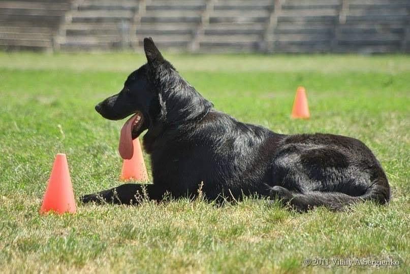 Тренування собак. Черкаси