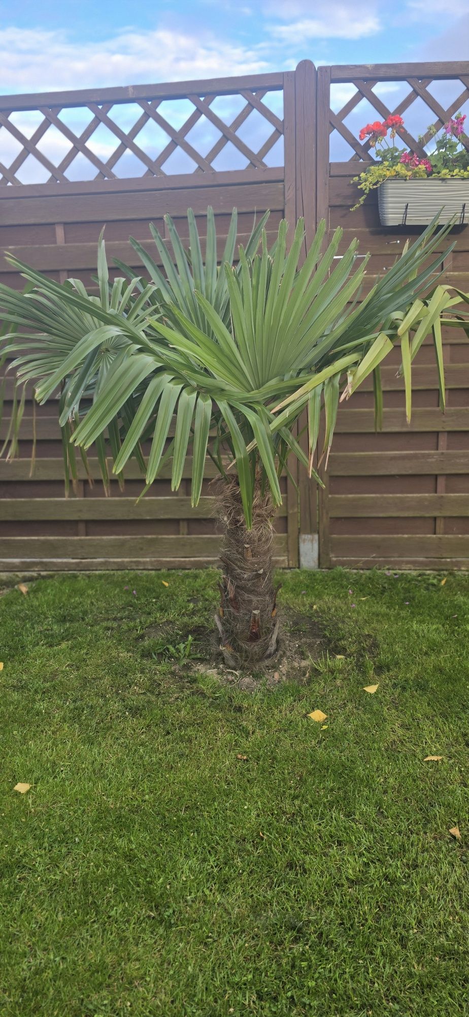 Palma Trachycarpus Fortunei. Piękna i zdrowa.